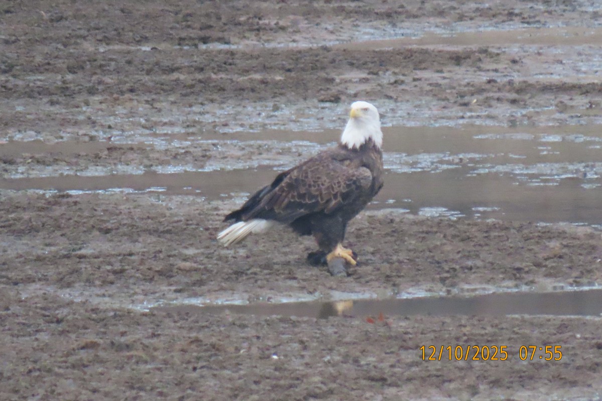 Bald Eagle - ML646734942