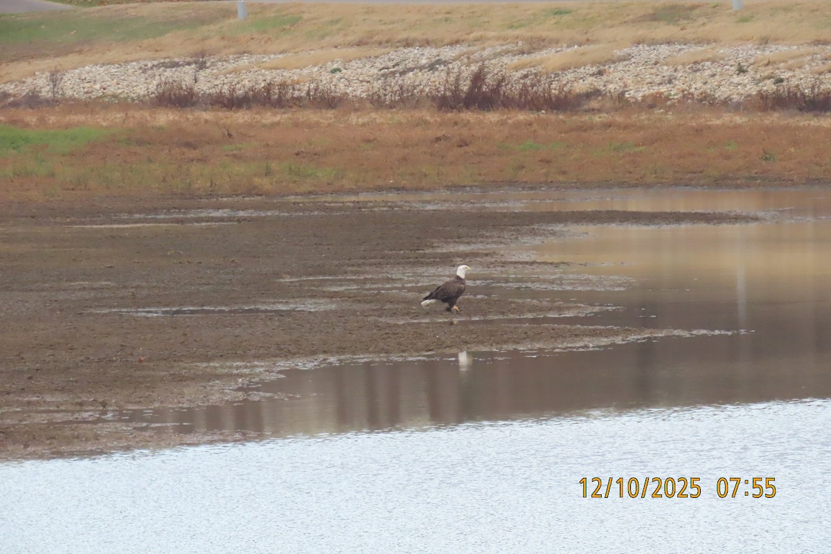 Bald Eagle - ML646734943
