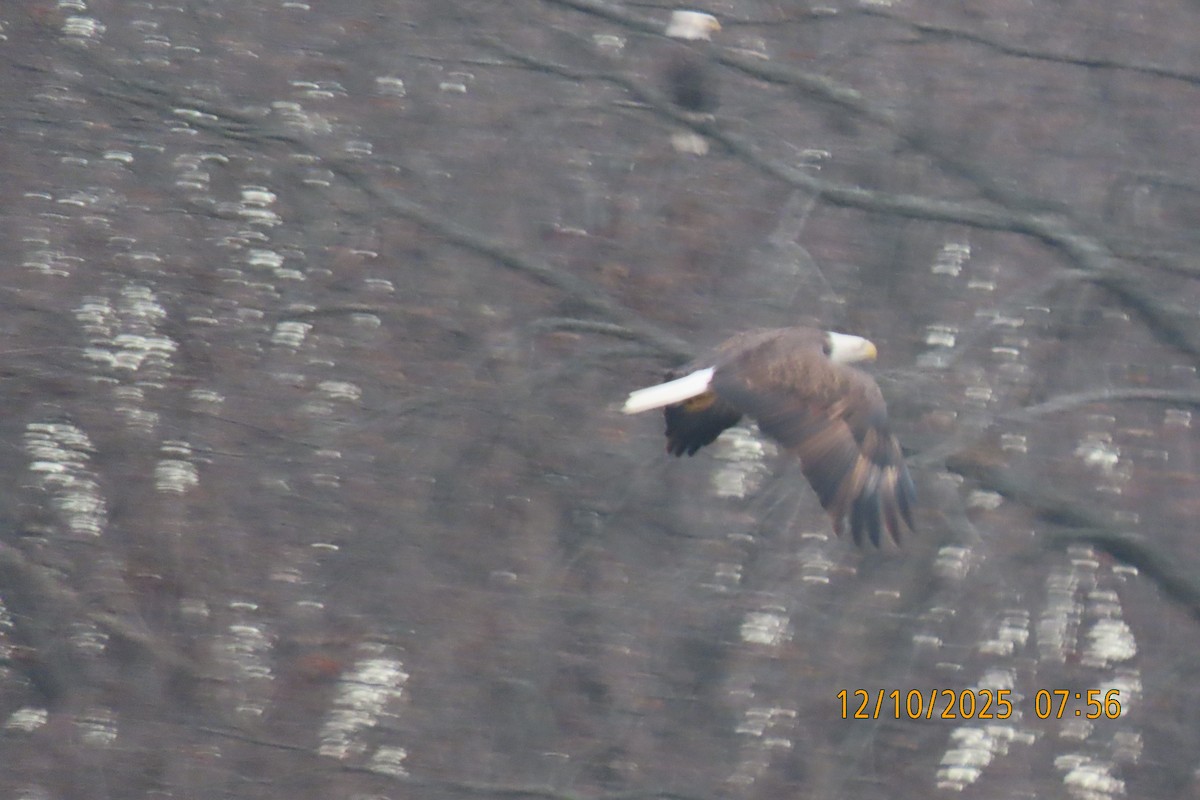 Bald Eagle - ML646734944