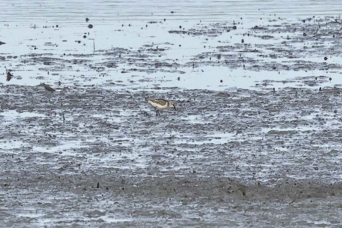 Little Stint - ML646734946