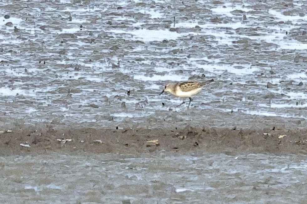 Little Stint - ML646734947