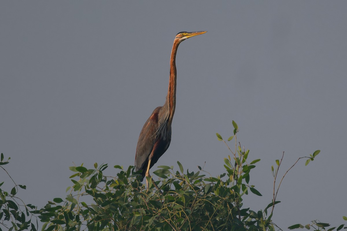 Erguvani Balıkçıl - ML646734950