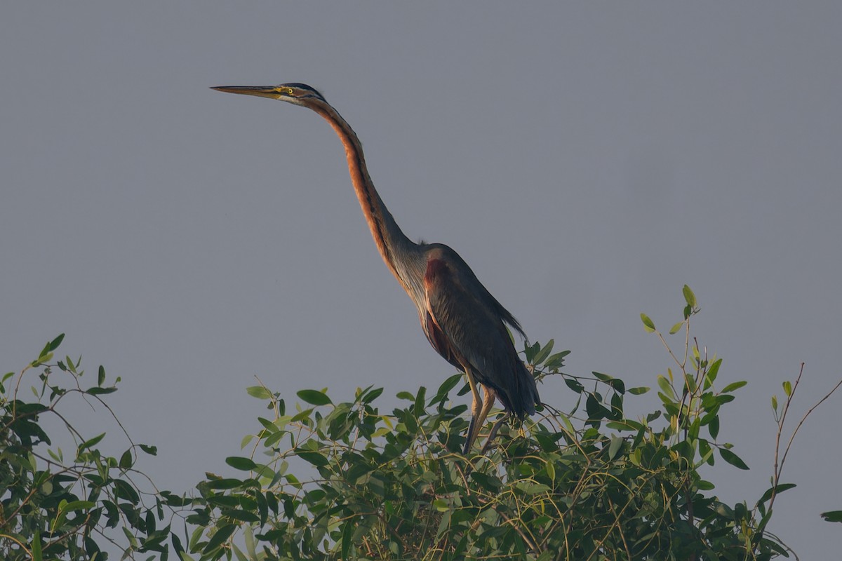 Erguvani Balıkçıl - ML646734951