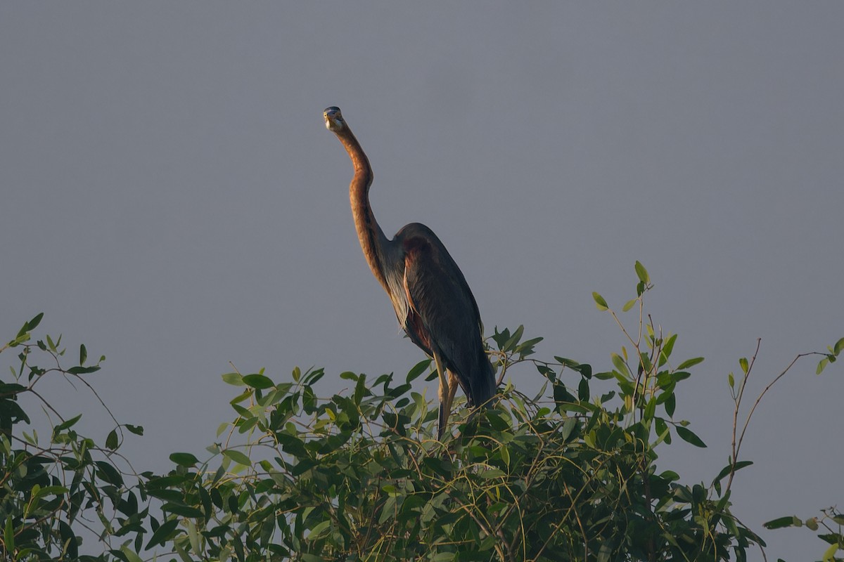 Erguvani Balıkçıl - ML646734952