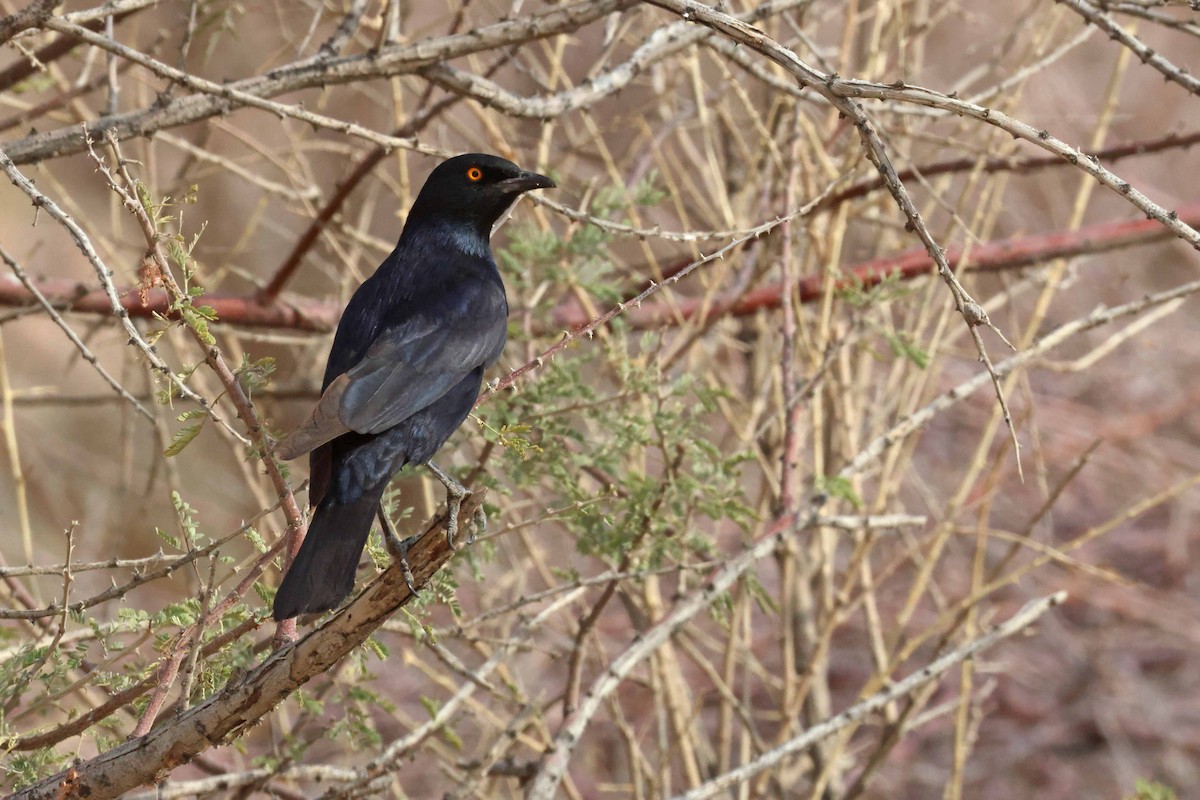 Pale-winged Starling - ML646734954
