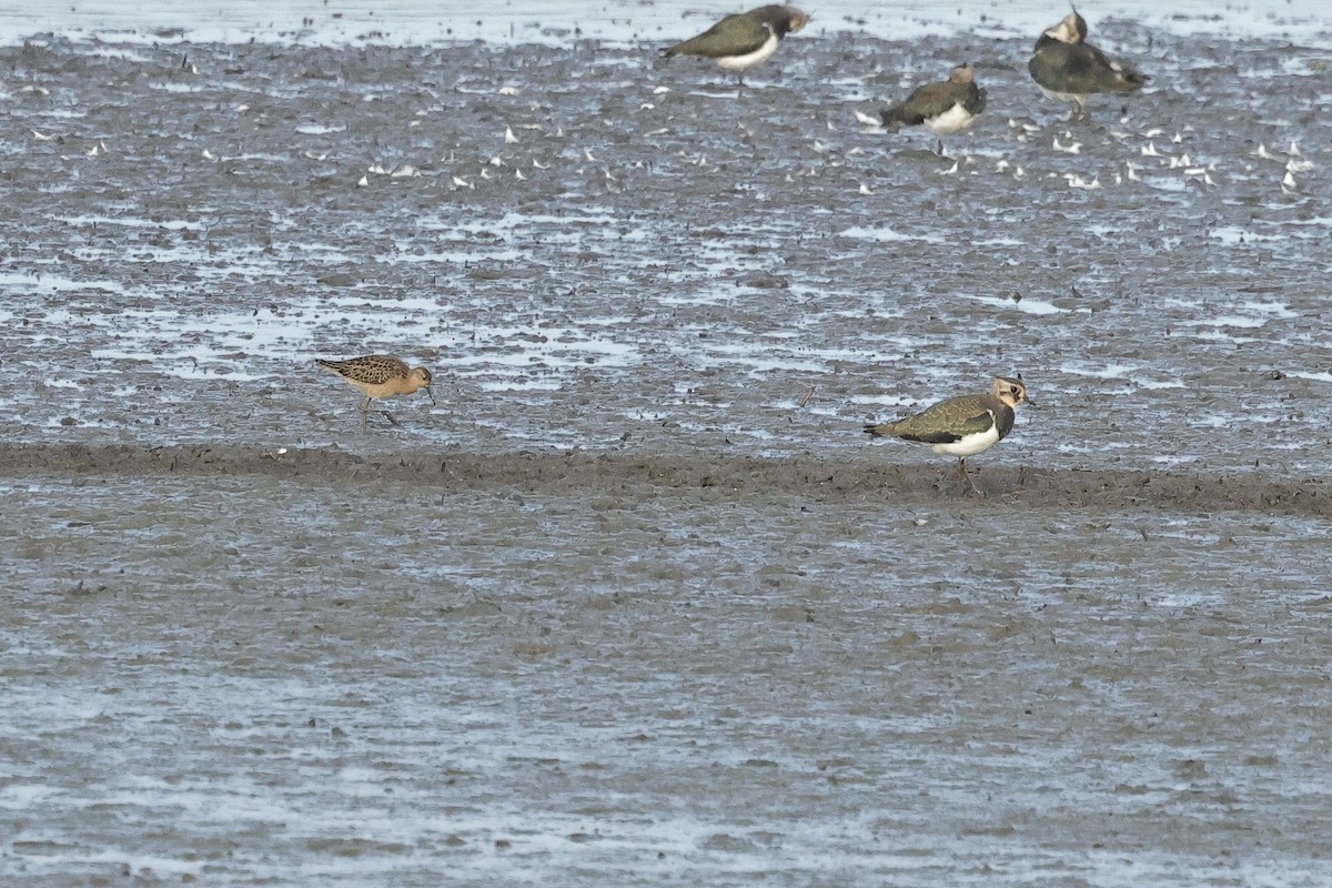 Borrokalaria - ML646734956