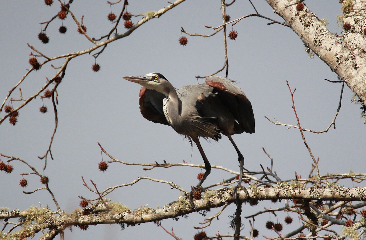 Great Blue Heron - ML646734958
