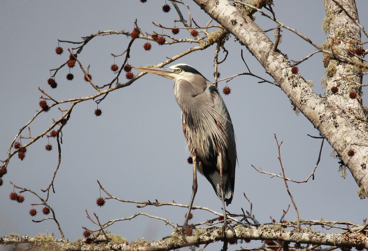 Great Blue Heron - ML646734959