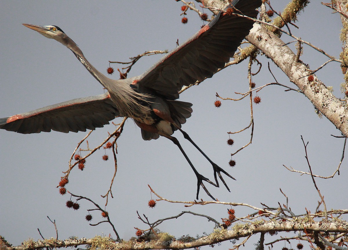 Great Blue Heron - ML646734960