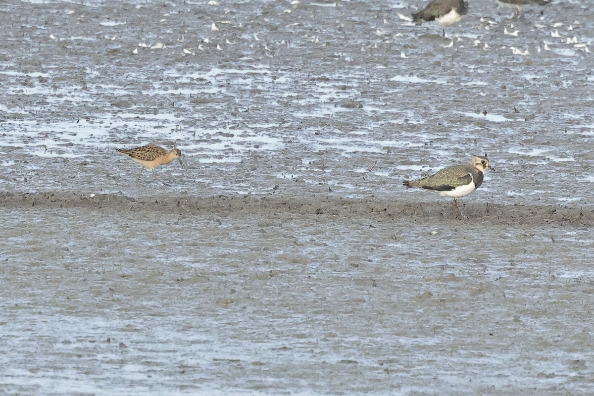 Borrokalaria - ML646734962