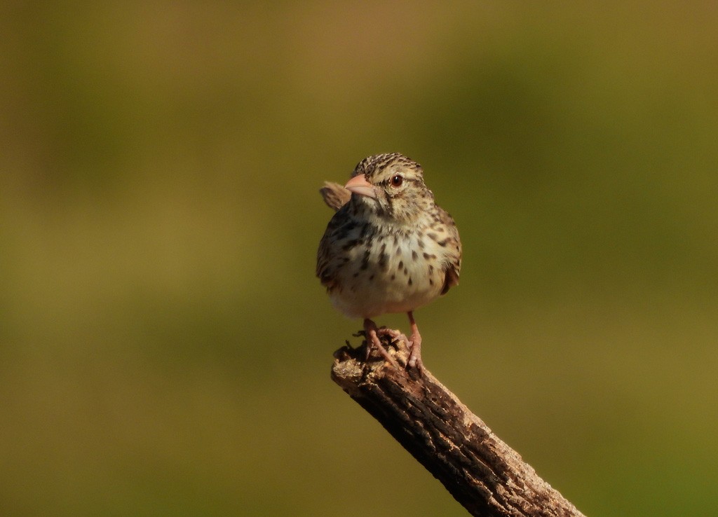 Alondra Malgache - ML646734965