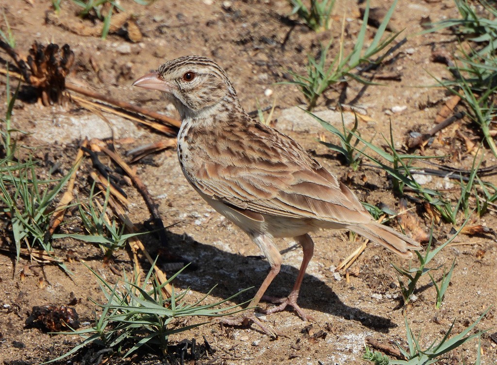 Alondra Malgache - ML646734966