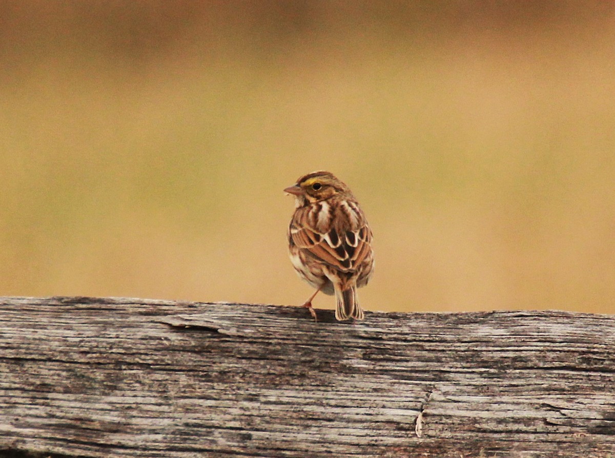 Savannah Sparrow - ML646734970