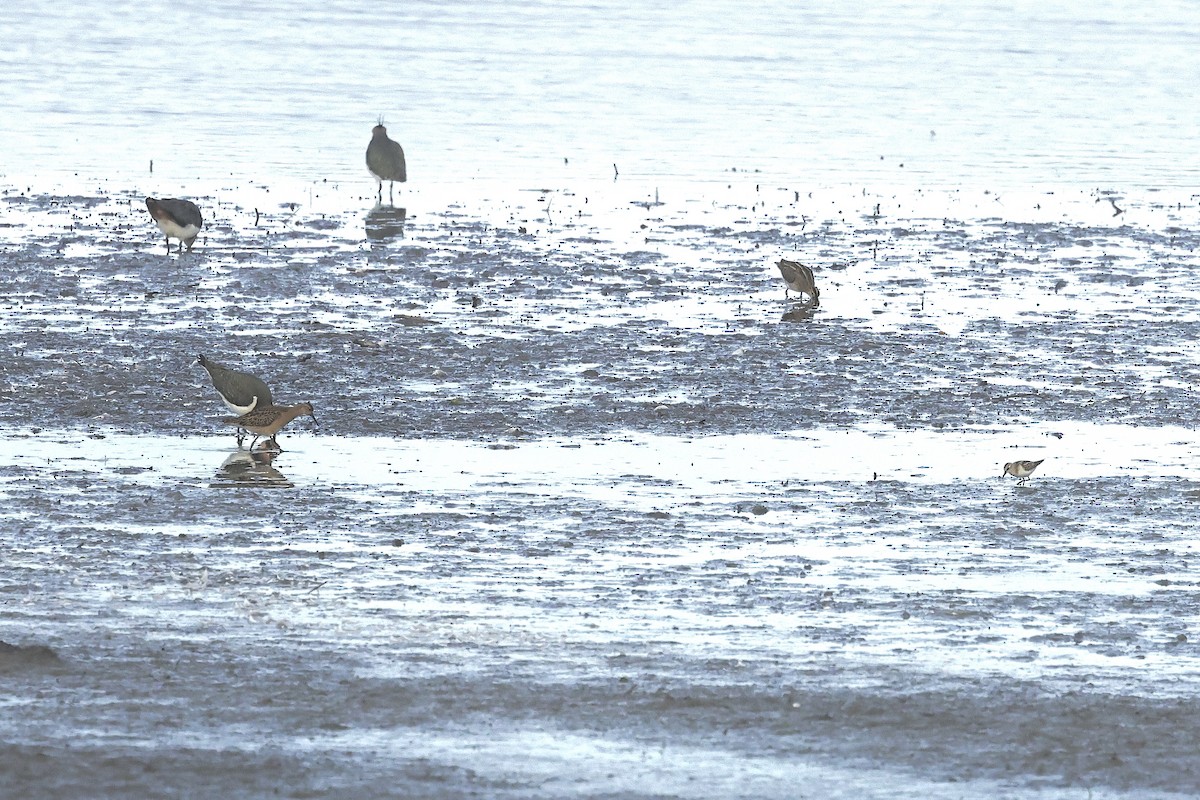 Agachadiza Común - ML646734971