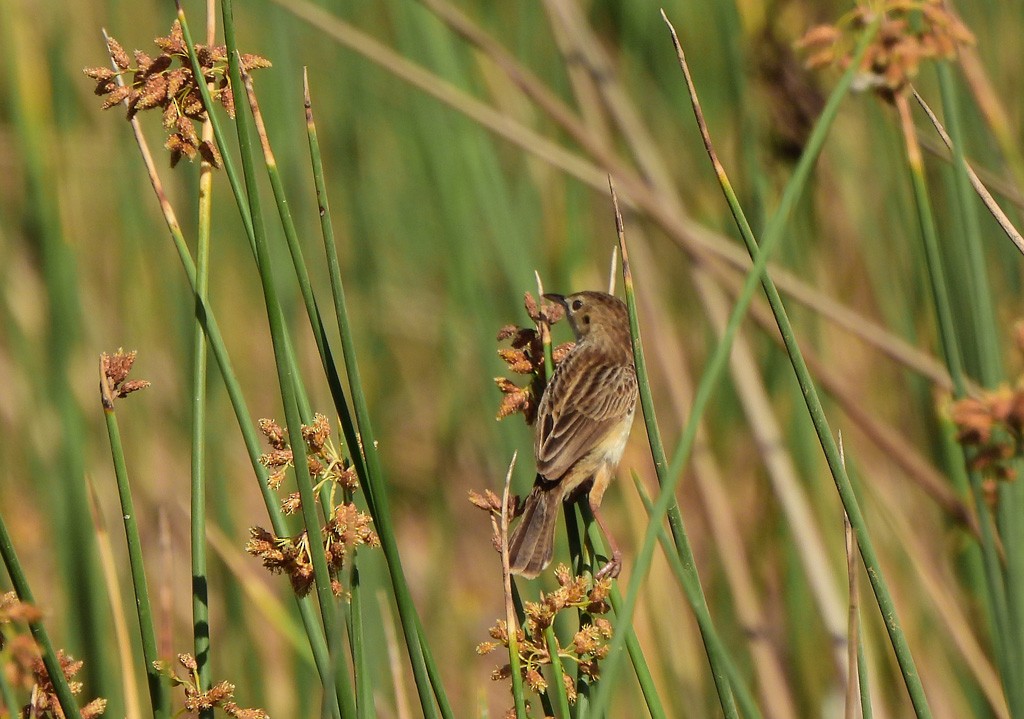 Madagascar Cisticola - ML646734974