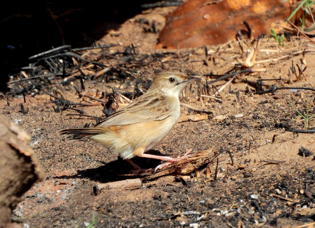 Madagascar Cisticola - ML646734975