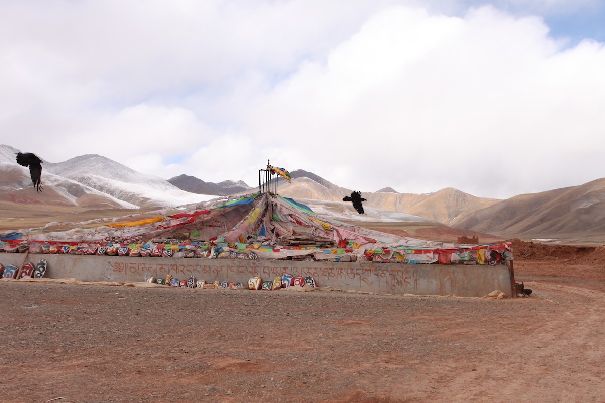 Common Raven - ML646734976