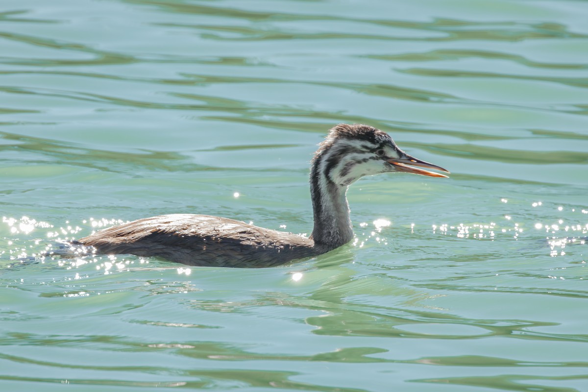 Somormujo Lavanco - ML646734977