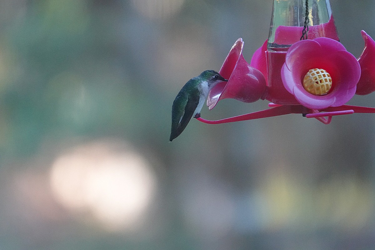 Ruby-throated Hummingbird - ML646734978