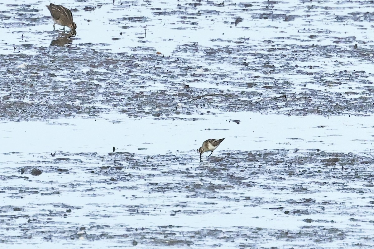 Little Stint - ML646734985