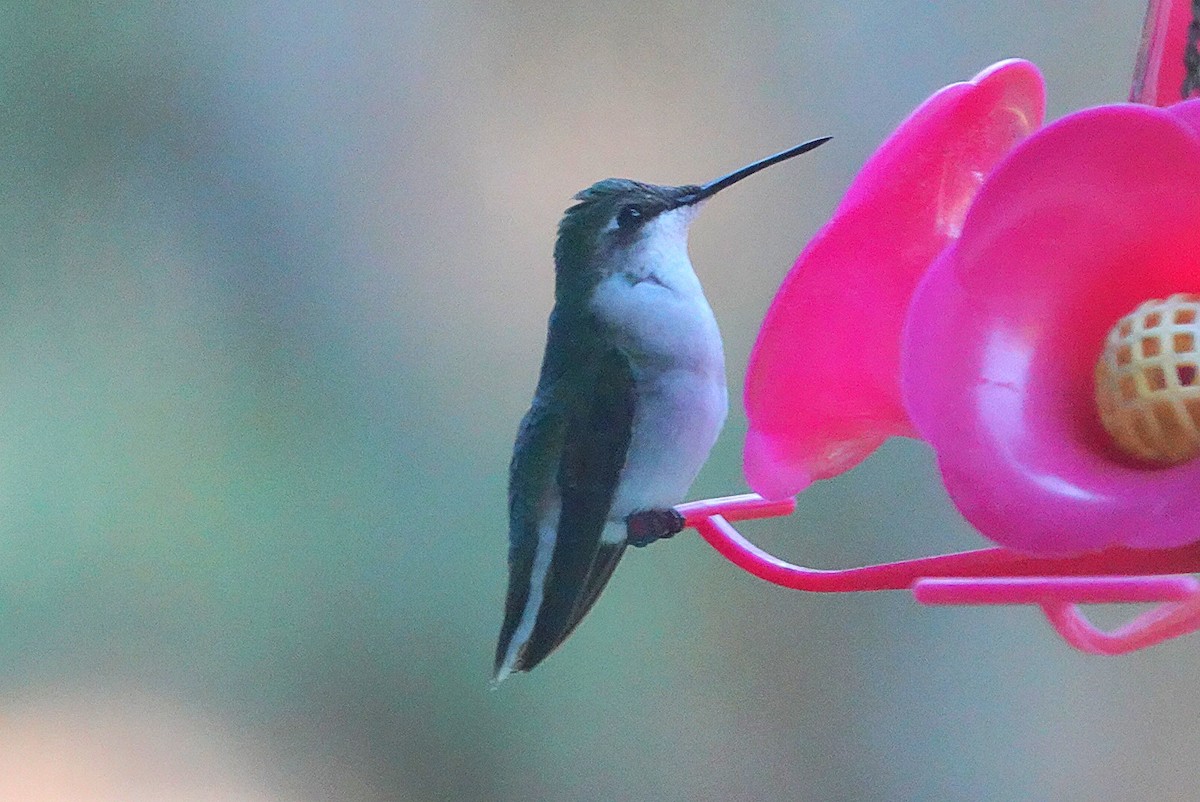 Colibri à gorge rubis - ML646734986