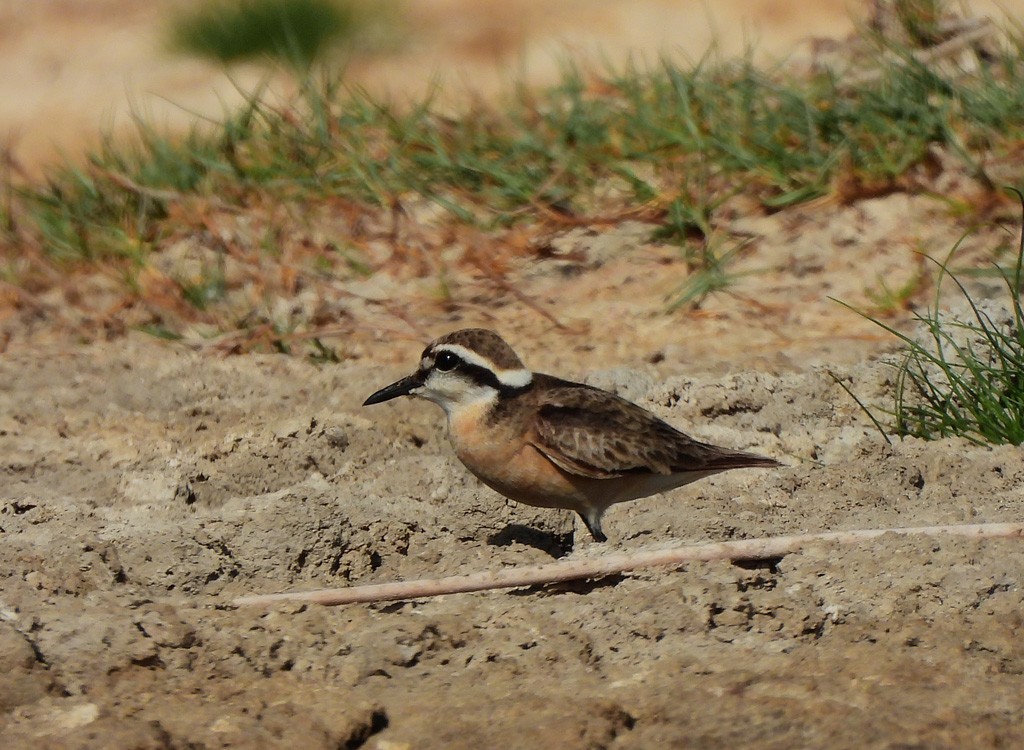 Kittlitz's Plover - ML646734987