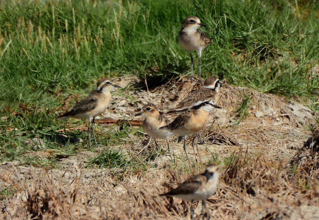 Kittlitz's Plover - ML646734988