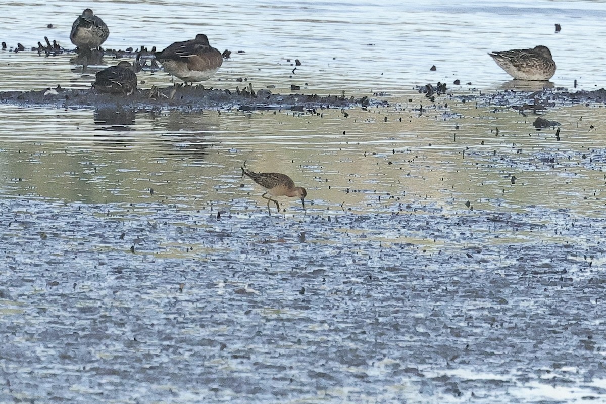 Borrokalaria - ML646734995