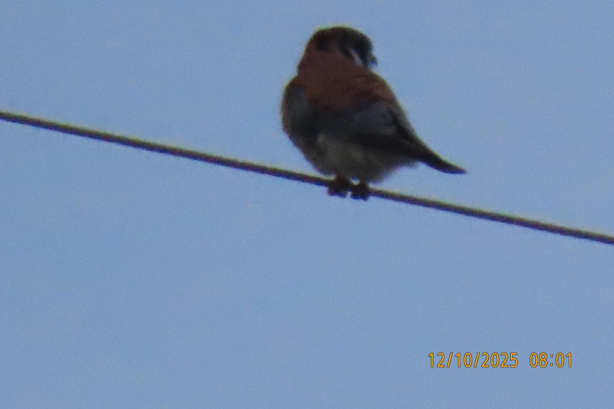 American Kestrel - ML646734996