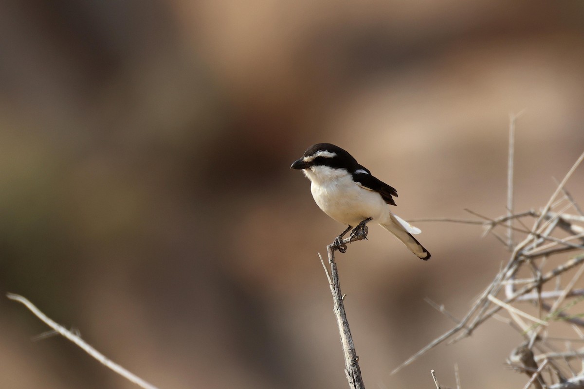 Fiskalwürger - ML646734997