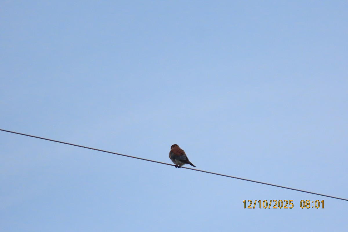 American Kestrel - ML646734998