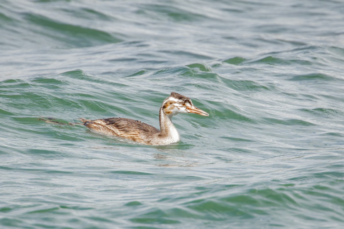 Somormujo Lavanco - ML646735000