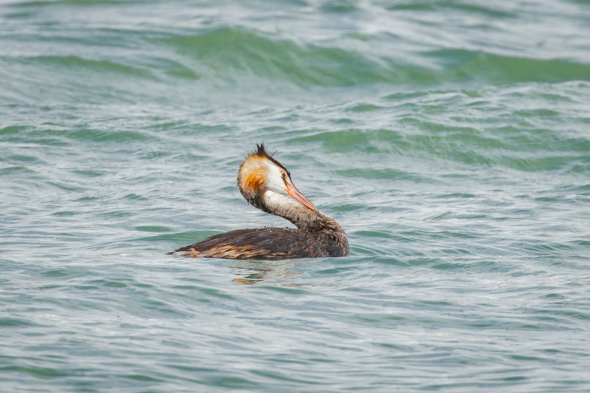 Somormujo Lavanco - ML646735001