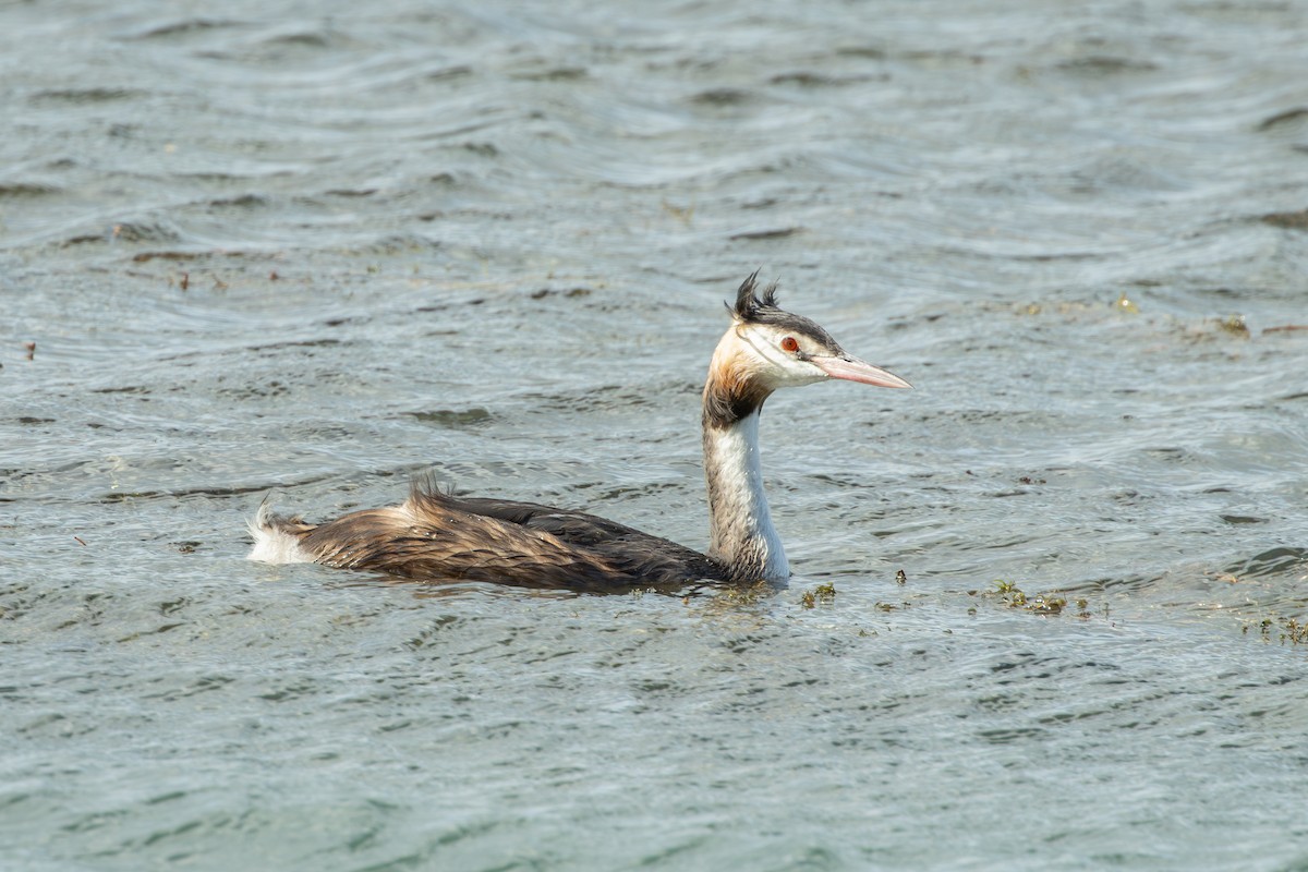 Somormujo Lavanco - ML646735002