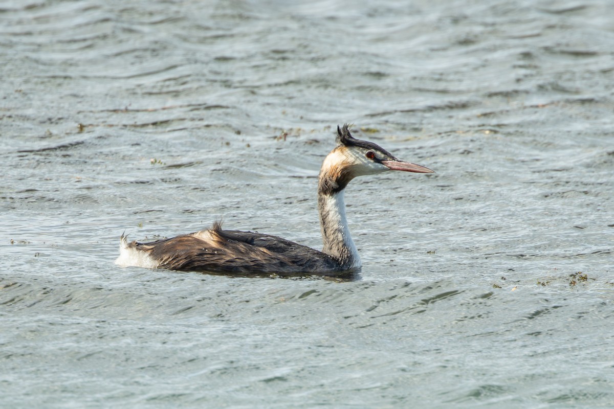 Somormujo Lavanco - ML646735003