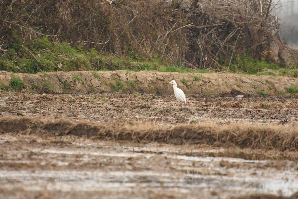 Western Cattle-Egret - ML646735005