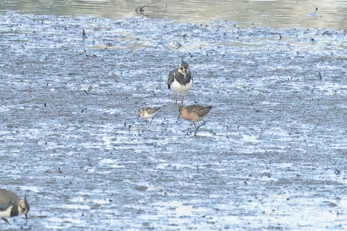 Borrokalaria - ML646735007