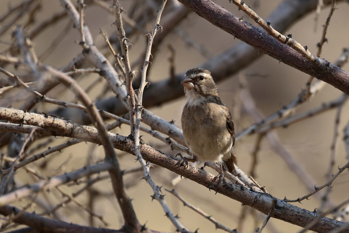 White-throated Canary - ML646735010
