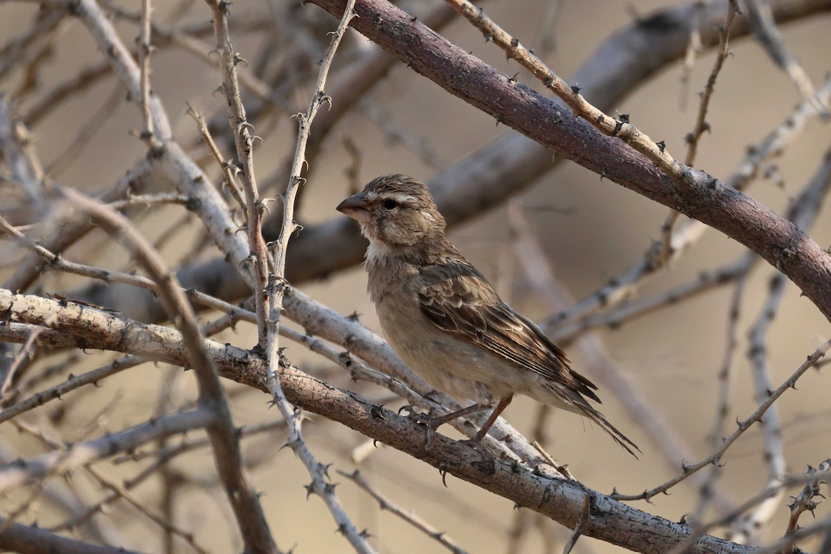 White-throated Canary - ML646735011