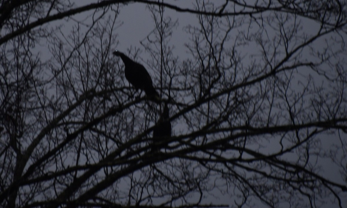 Wild Turkey - ML646735016