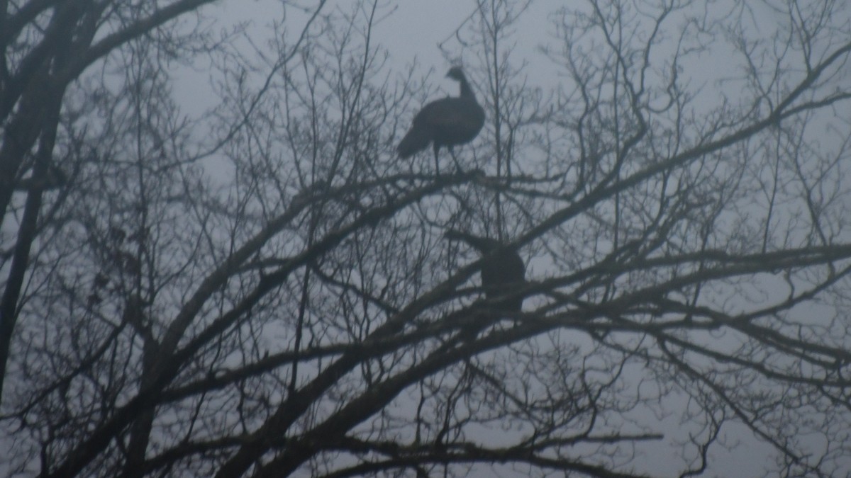 Wild Turkey - ML646735017