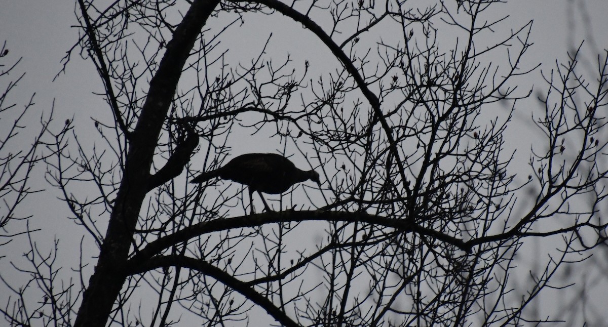 Wild Turkey - ML646735018