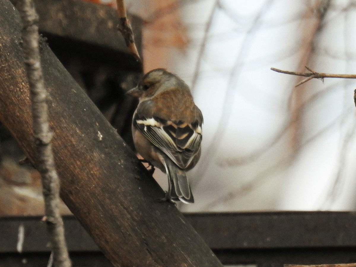 Common Chaffinch - ML646735019