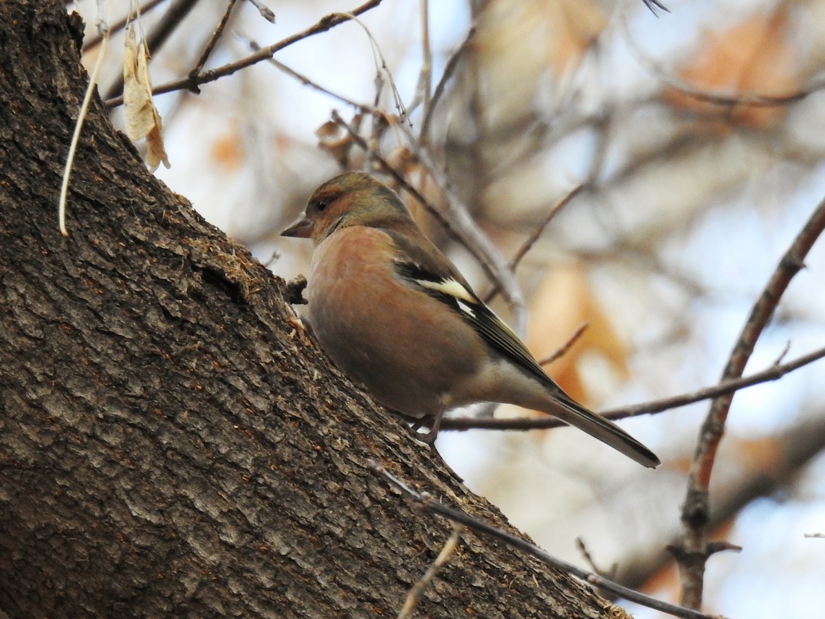 Common Chaffinch - ML646735020
