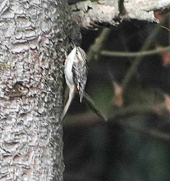 Brown Creeper - ML646735025