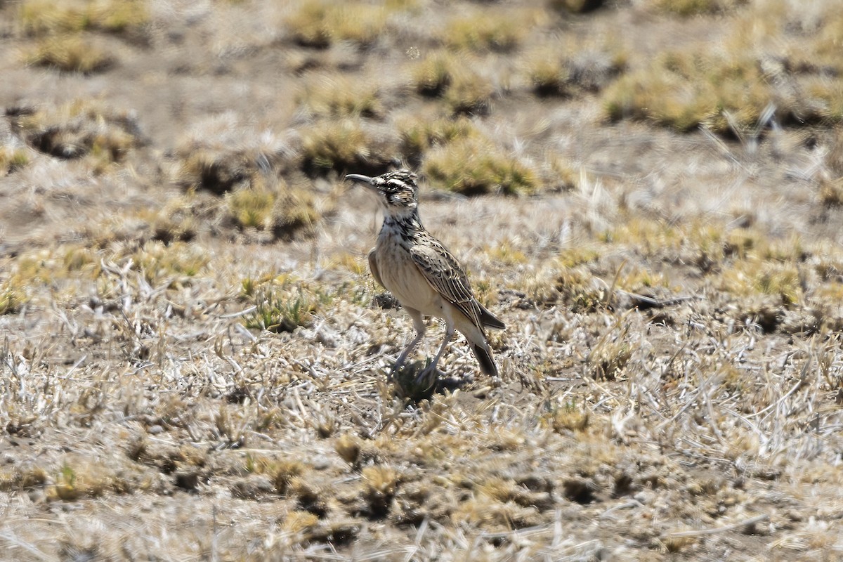 Short-tailed Lark - ML646735027