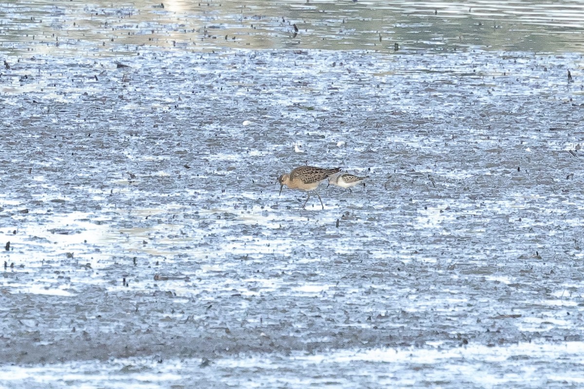 Little Stint - ML646735028