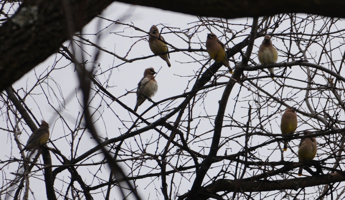 Cedar Waxwing - ML646735036