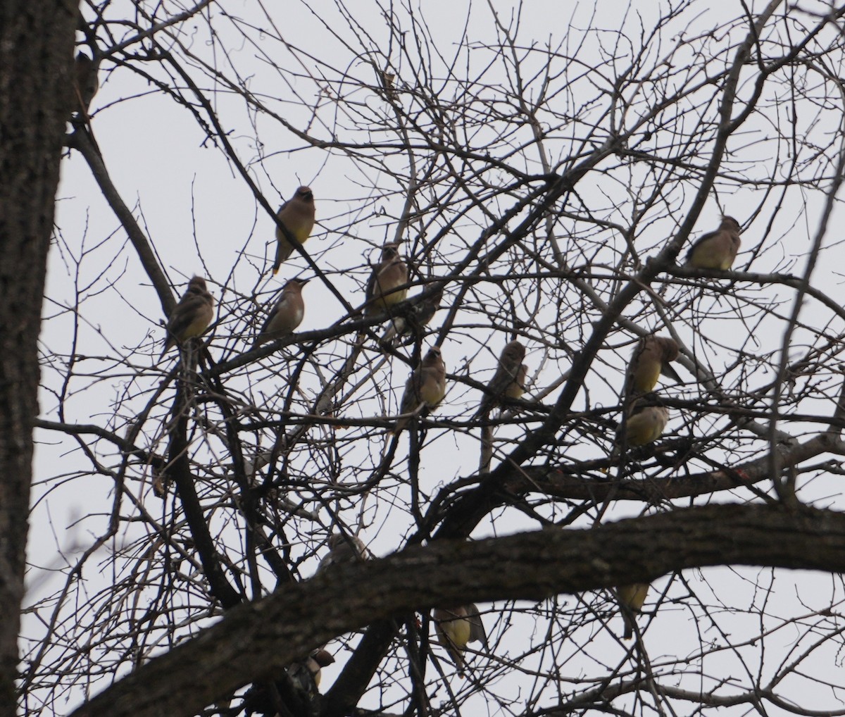 Cedar Waxwing - ML646735037