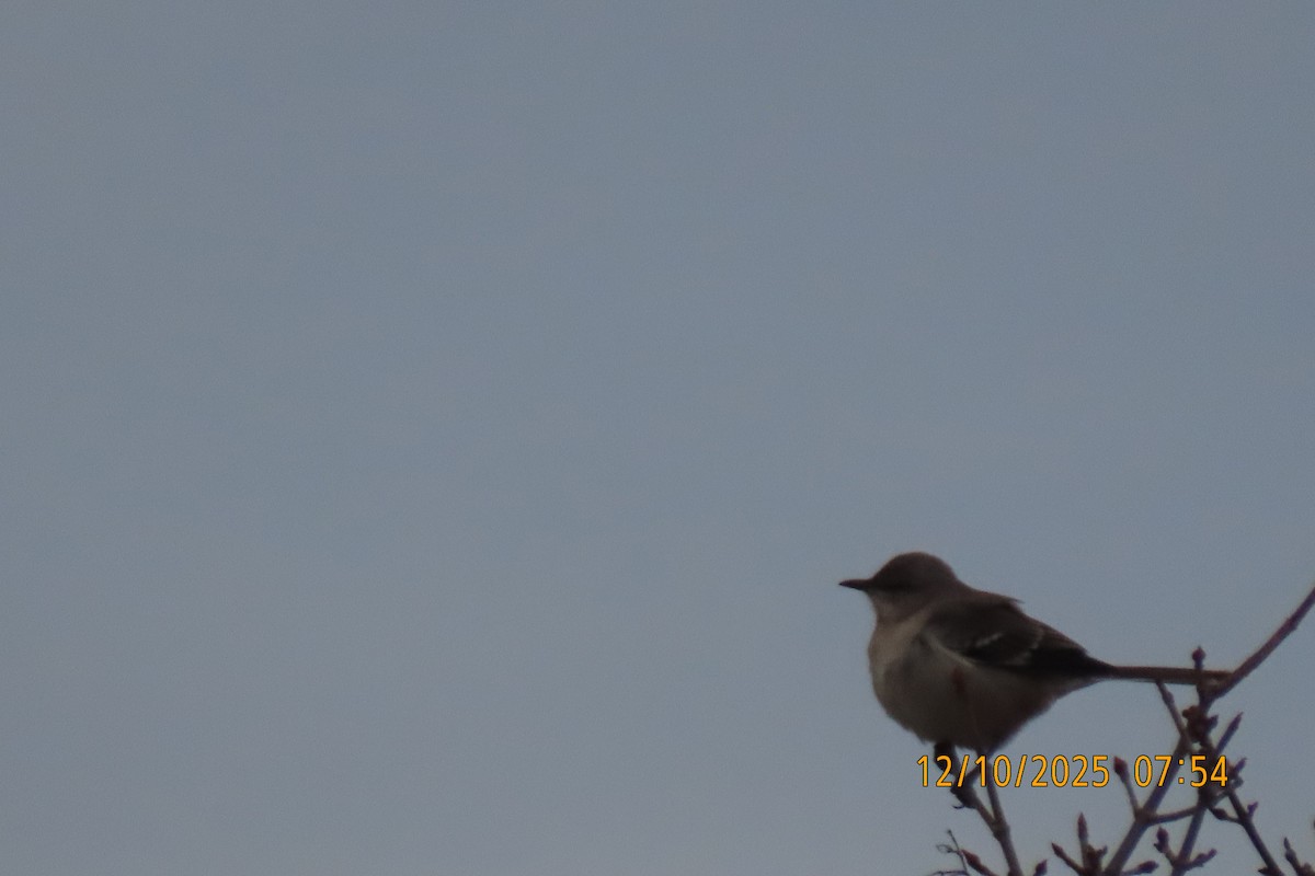 Northern Mockingbird - ML646735038